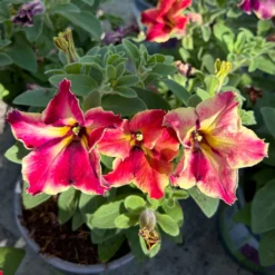 Petunien 'Crazytunia® Mandeville' Rot-gelb, Hängend, Topf-Ø 13 Cm, 6er-Set -Elho || LECHUZA Verkäufe 0613170181 Petunia T13 Crazytunia Mandeville 6er Set 2 123564
