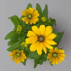 Pflanzenset 'Spätsommer-Gold' Gelb-orange, Topf-Ø 12 Cm, 4er-Set -Elho || LECHUZA Verkäufe 0615400008 KB Spaetsommer Gold T12 4erSet orange gelb 14 126542