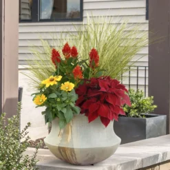 Pflanzenset 'Spätsommer-Gold' Gelb-orange, Topf-Ø 12 Cm, 4er-Set