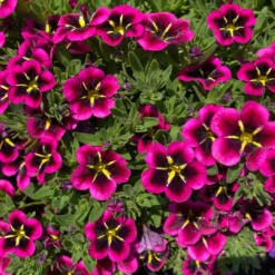 Zauberglöckchen-Schneewolke-Mix, Pink-weiß, Ampeltopf-Ø 27 Cm -Elho || LECHUZA Verkäufe 0619120091 KB Zaubergloeckchen Euph Ampel T2527 Goodnight Kiss Schneewolke 3 123756