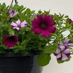 Gemischte Sommerblumen-Ampel, Farbe/n Nach Verfügbarkeit, Ampeltopf-Ø 25/27 Cm -Elho || LECHUZA Verkäufe 0619140037 BB Mix Ampel T27 gelb lila weiss 42 111090