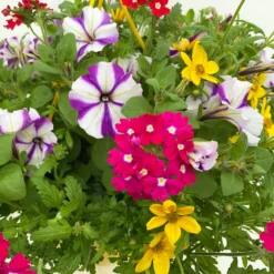 Gemischte Sommerblumen-Ampel, Farbe/n Nach Verfügbarkeit, Ampeltopf-Ø 25/27 Cm -Elho || LECHUZA Verkäufe 0619140037 BB Mix Ampel T27 rot lila gelb 5 111086