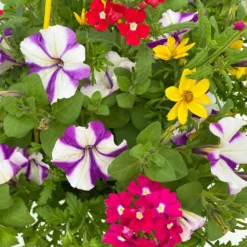 Gemischte Sommerblumen-Ampel, Farbe/n Nach Verfügbarkeit, Ampeltopf-Ø 25/27 Cm -Elho || LECHUZA Verkäufe 0619140037 BB Mix Ampel T27 rot lila gelb 6 111087