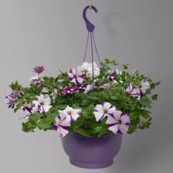 Gemischte Sommerblumen-Ampel, Farbe/n Nach Verfügbarkeit, Ampeltopf-Ø 25/27 Cm -Elho || LECHUZA Verkäufe 0619140037 BB Mix Ampel T27 weiss lila 2 126079