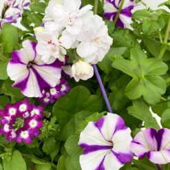 Gemischte Sommerblumen-Ampel, Farbe/n Nach Verfügbarkeit, Ampeltopf-Ø 25/27 Cm -Elho || LECHUZA Verkäufe 0619140037 BB Mix Ampel T27 weiss lila 6 111088