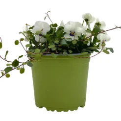 Hornveilchen Mit Mühlenbeckia, Farbe Zufällig, Topf-Ø 13 Cm, 6er-Set -Elho || LECHUZA Verkäufe 0620110113 Viola cornuta Muehlenbeckia weiss 6er Set 1 107966