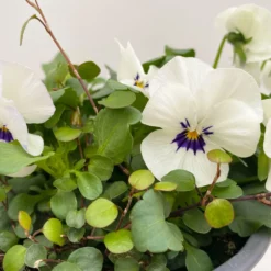 Hornveilchen Mit Mühlenbeckia, Farbe Zufällig, Topf-Ø 13 Cm, 6er-Set -Elho || LECHUZA Verkäufe 0620110113 Viola cornuta Muehlenbeckia weiss 6er Set 4 107891