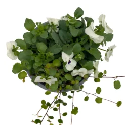 Hornveilchen Mit Mühlenbeckia, Farbe Zufällig, Topf-Ø 13 Cm, 6er-Set -Elho || LECHUZA Verkäufe 0620110113 Viola cornuta Muehlenbeckia weiss 6er Set 6 107967