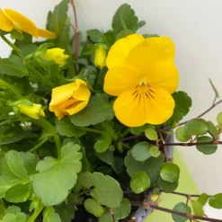 Hornveilchen Mit Mühlenbeckia, Farbe Zufällig, Topf-Ø 13 Cm, 6er-Set -Elho || LECHUZA Verkäufe 0620110114 Viola cornuta Muehlenbeckia gelb 6er Set 4 107888