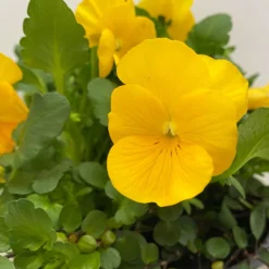 Hornveilchen Mit Mühlenbeckia, Farbe Zufällig, Topf-Ø 13 Cm, 6er-Set -Elho || LECHUZA Verkäufe 0620110114 Viola cornuta Muehlenbeckia gelb 6er Set 5 107890