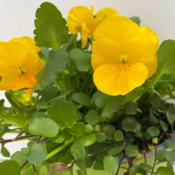 Hornveilchen Mit Mühlenbeckia, Farbe Zufällig, Topf-Ø 13 Cm, 6er-Set -Elho || LECHUZA Verkäufe 0620110114 Viola cornuta Muehlenbeckia gelb 6er Set 6 107889