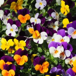 Hornveilchen Mit Mühlenbeckia, Farbe Zufällig, Topf-Ø 13 Cm, 6er-Set -Elho || LECHUZA Verkäufe 0620110115 Viola cornuta Muehlenbeckia T13 zweifarbig 6er Set n Verfuegbarkeit WS 2 102730