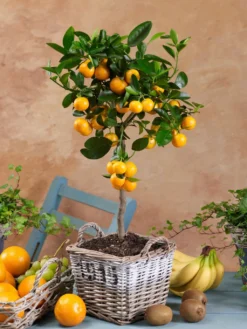 Kumquat, Mini-Stamm, Topf-Ø 15 Cm -Elho || LECHUZA Verkäufe 0630100014 K.B. Citrus madurensis Spalier T12 Calamondin H30 61745 36931 1 36359