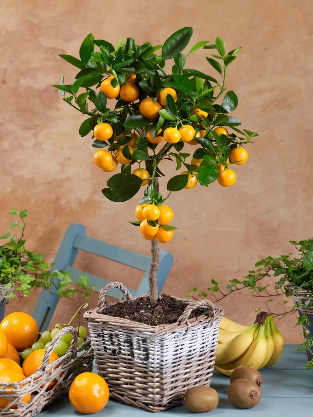 Kumquat, Mini-Stamm, Topf-Ø 15 Cm – Bild 5