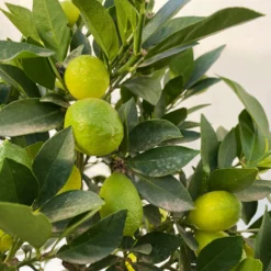 Limequat, Stamm, Topf-Ø Ca. 22 Cm, Höhe Ca. 60 Cm -Elho || LECHUZA Verkäufe 0630100545 KB Citrus x floridana Stamm T22 13 104212