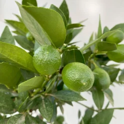 Limequat, Stamm, Topf-Ø Ca. 22 Cm, Höhe Ca. 60 Cm -Elho || LECHUZA Verkäufe 0630100545 KB Citrus x floridana Stamm T22 5 104213