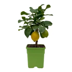 Meyers Zitrone, Mini-Stamm,Topf-Ø 15 Cm, Höhe Ca. 40 Cm