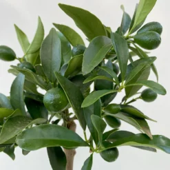 Kumquat, Mini-Stamm, Topf-Ø 15 Cm -Elho || LECHUZA Verkäufe 0630100623 KB Citrus fort marg Stamm T15 9 104215