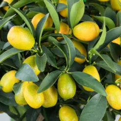 Kumquat, Mini-Stamm, Topf-Ø 15 Cm -Elho || LECHUZA Verkäufe 0630100732 KB Citrus fort marg Stamm T15 Kumquat farbiger Topf H40 WS 1 98117
