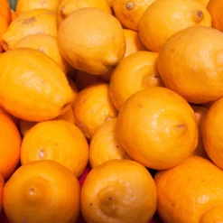 Meyers Zitrone, Mini-Stamm,Topf-Ø 15 Cm, Höhe Ca. 40 Cm -Elho || LECHUZA Verkäufe 0630100733 KB Citrus limon Stamm T15 H40 Meyeri farbiger Topf WS 1 98120