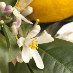 Meyers Zitrone, Mini-Stamm,Topf-Ø 15 Cm, Höhe Ca. 40 Cm -Elho || LECHUZA Verkäufe 0630100733 KB Citrus limon Stamm T15 H40 Meyeri farbiger Topf WS 2 98121