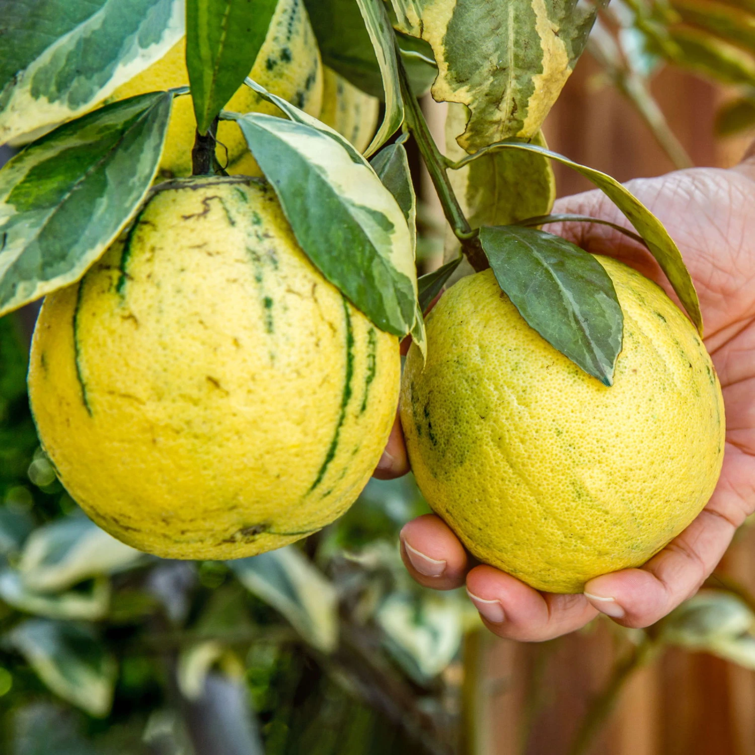Orangenbaum 'Variegata', Stamm, Topf-Ø Ca. 20 Cm 1 Orangenbaum 'Variegata', Stamm, Topf-Ø Ca. 20 Cm