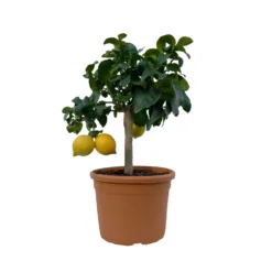 Zitronenbaum, Kurz-Stamm, Topf-Ø 26 Cm -Elho || LECHUZA Verkäufe 0630200009 Citrus limon Stamm 8 104331