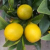 Kumquat, Stamm, Topf-Ø 19 Cm, Höhe 60 Cm