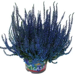 Knospenheide 'Picasso' Gefärbt, Farben Zufällig, Topf-Ø 12 Cm, 6er-Set -Elho || LECHUZA Verkäufe 0650100304 Calluna vulgaris Picasso gefaerbt blau 12cm Topf 44007