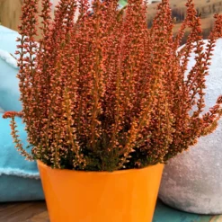 Knospenheide 'Picasso' Gefärbt, Farben Zufällig, Topf-Ø 12 Cm, 6er-Set -Elho || LECHUZA Verkäufe 0650100305 Callunavulgaris T12 orange gefaerbt Picasso 4 70094