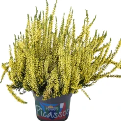 Knospenheide 'Picasso' Gefärbt, Farben Zufällig, Topf-Ø 12 Cm, 6er-Set -Elho || LECHUZA Verkäufe 0650100306 Calluna vulgaris T12 gelb gefaerbt Picasso neu 45077