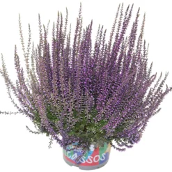 Knospenheide 'Picasso' Gefärbt, Farben Zufällig, Topf-Ø 12 Cm, 6er-Set -Elho || LECHUZA Verkäufe 0650100307 Calluna vulgaris Picasso gefaerbt lila 12cm Topf 44012