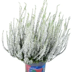 Knospenheide 'Picasso' Gefärbt, Farben Zufällig, Topf-Ø 12 Cm, 6er-Set -Elho || LECHUZA Verkäufe 0650100363 Calluna vulgaris T12 weiss gefaerbt Picasso 45099
