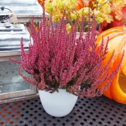 Knospenheide 'Picasso' Gefärbt, Farben Zufällig, Topf-Ø 12 Cm, 6er-Set -Elho || LECHUZA Verkäufe 0650100405 Calluna vulgaris rot gefaerbt Set 6 3 81480