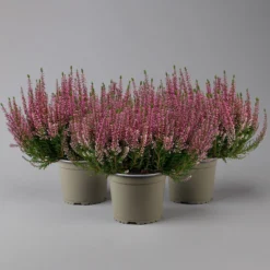 Knospenheide, Rosa, Topf-Ø 17 Cm, 3er-Set