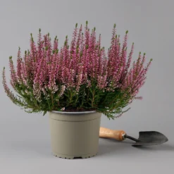 Knospenheide, Rosa, Topf-Ø 17 Cm, 3er-Set -Elho || LECHUZA Verkäufe 0650100500 Calluna vulgaris T17 rosa Knospenblueher 3erSet 2 126024