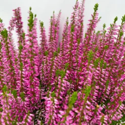 Knospenheide, Rosa, Topf-Ø 17 Cm, 3er-Set -Elho || LECHUZA Verkäufe 0650100500 Calluna vulgaris T17 rosa Knospenblueher 3erSet 3 125779