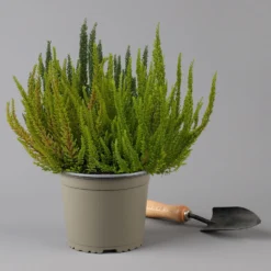 Besenheide SKYLINE® 'Trio' Mix Variiert, Topf-Ø 17 Cm, 2er-Set -Elho || LECHUZA Verkäufe 0650300070 Calluna Skyline Trio T17 2erSet 3 126029