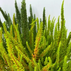 Besenheide SKYLINE® 'Trio' Mix Variiert, Topf-Ø 17 Cm, 2er-Set -Elho || LECHUZA Verkäufe 0650300070 Calluna Skyline Trio T17 2erSet 2 125784