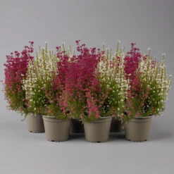 Glockenheide 'Duo', Rot-weiß, Topf-Ø 12cm, 6er-Set