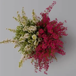 Glockenheide 'Duo', Rot-weiß, Topf-Ø 12cm, 6er-Set -Elho || LECHUZA Verkäufe 0651100060 Erica gracilis Duo T11 12 rot weiss 6er Set 3 125929