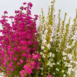 Glockenheide 'Duo', Rot-weiß, Topf-Ø 12cm, 6er-Set -Elho || LECHUZA Verkäufe 0651100060 Erica gracilis Duo T11 12 rot weiss 6er Set 4 125791