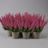 Glockenheide 'Beauty Queens®' Rosa-rot, Farbe Variiert, Topf-Ø 12 Cm, 6er-Set