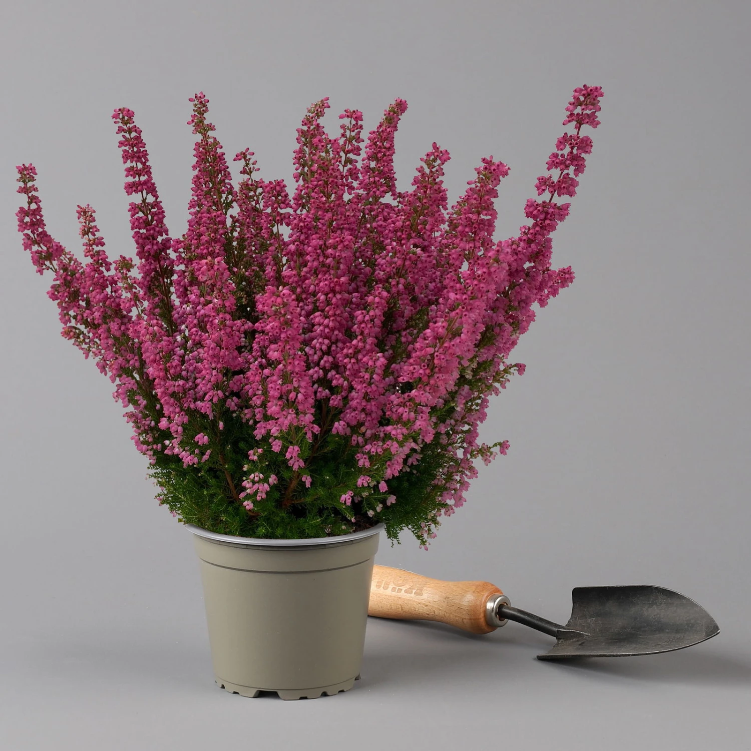 Glockenheide 'Beauty Queens®' Rosa-rot, Farbe Variiert, Topf-Ø 12 Cm, 6er-Set 3 Glockenheide 'Beauty Queens®' Rosa-rot, Farbe Variiert, Topf-Ø 12 Cm, 6er-Set – Bild 3