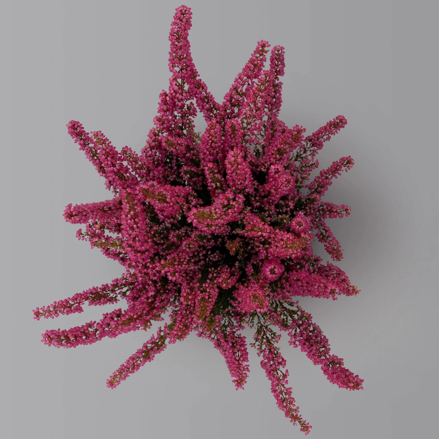 Glockenheide 'Beauty Queens®' Rosa-rot, Farbe Variiert, Topf-Ø 12 Cm, 6er-Set 4 Glockenheide 'Beauty Queens®' Rosa-rot, Farbe Variiert, Topf-Ø 12 Cm, 6er-Set – Bild 4