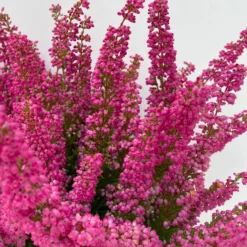 Glockenheide 'Beauty Queens®' Rosa-rot, Farbe Variiert, Topf-Ø 12 Cm, 6er-Set 13 Glockenheide 'Beauty Queens®' Rosa-rot, Farbe Variiert, Topf-Ø 12 Cm, 6er-Set -Elho || LECHUZA Verkäufe 0651100062 Erica gracilis Beauty Queen T12 rosa rot 6erSet 2 125796