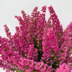 Glockenheide 'Beauty Queens®' Rosa-rot, Farbe Variiert, Topf-Ø 12 Cm, 6er-Set 12 Glockenheide 'Beauty Queens®' Rosa-rot, Farbe Variiert, Topf-Ø 12 Cm, 6er-Set -Elho || LECHUZA Verkäufe 0651100062 Erica gracilis Beauty Queen T12 rosa rot 6erSet 3 125797