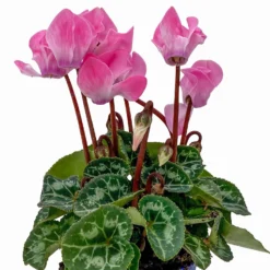 Alpenveilchen, Farben Zufällig, Mini, Topf-Ø 6 Cm, 12er-Set -Elho || LECHUZA Verkäufe 0664400085 Cyclamen Mini lachs T6 12er Set 2 2b 116230