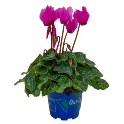 Alpenveilchen, Farben Zufällig, Mini, Topf-Ø 6 Cm, 12er-Set -Elho || LECHUZA Verkäufe 0664400085 Cyclamen Mini lila T6 12er Set 7 2a 116246