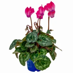 Alpenveilchen, Farben Zufällig, Mini, Topf-Ø 6 Cm, 12er-Set -Elho || LECHUZA Verkäufe 0664400085 Cyclamen Mini rosa T6 12er Set 2 2a 116243